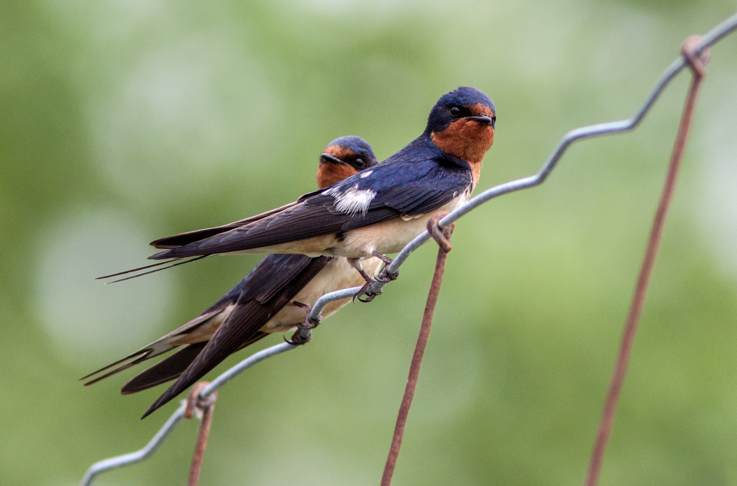 Cinq oiseaux moins connus que l’on peut observer à Longueuil