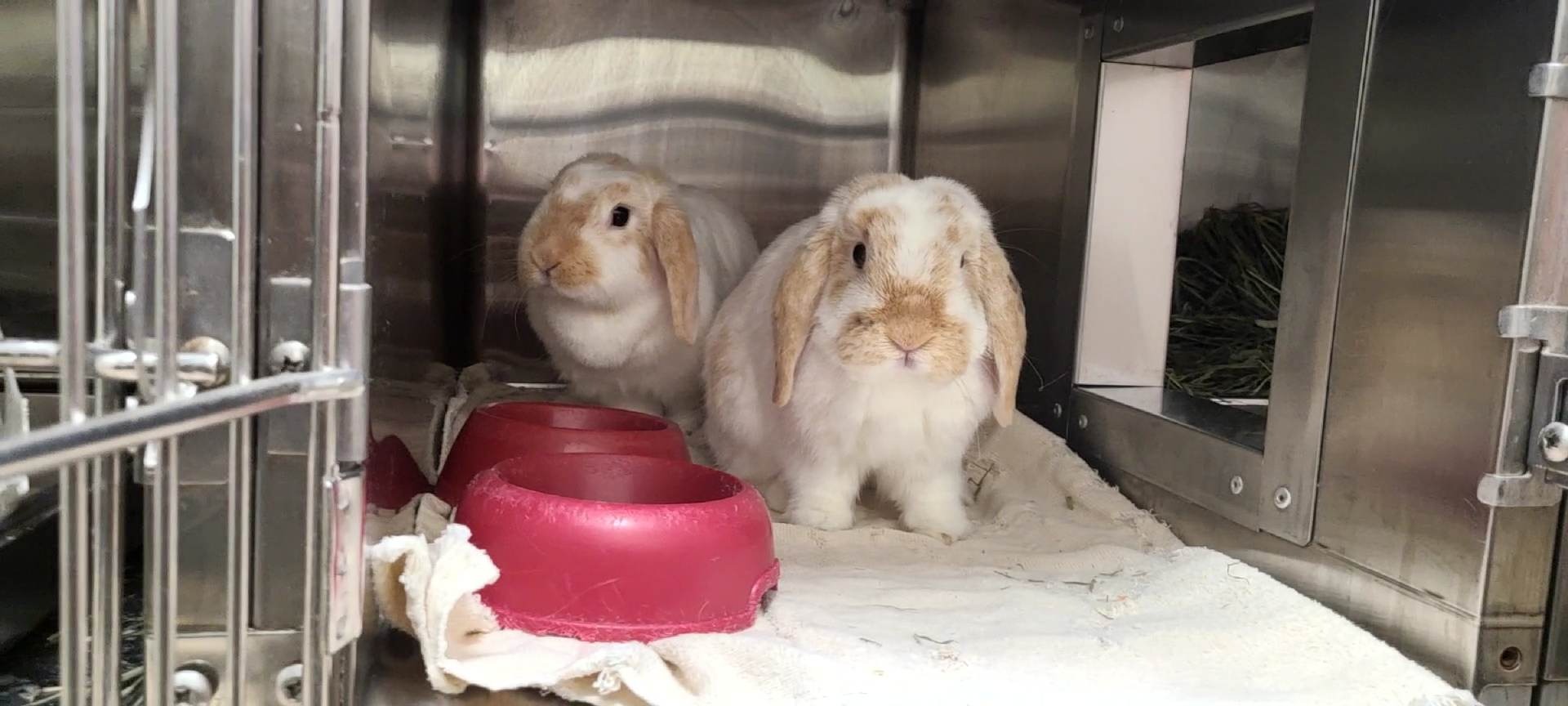 Les lapins jumeaux Titi et Tata