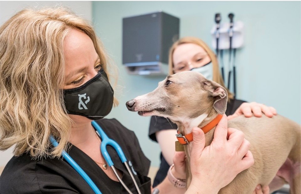 L’anxiété chez mon chien : une vétérinaire répond à 6 questions