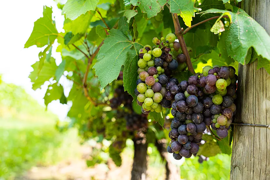 grapes from the greenbelt