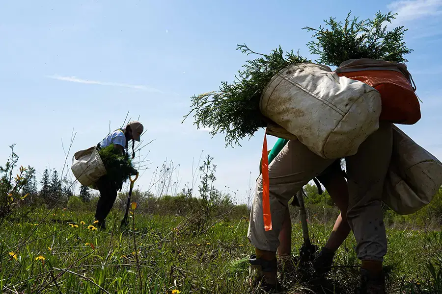 two people harvesting