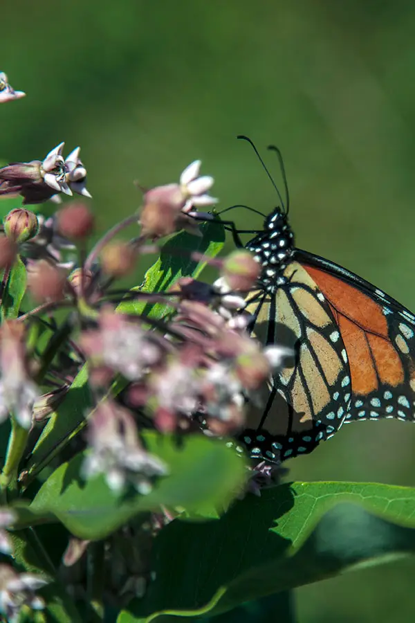 butterfly on flowers