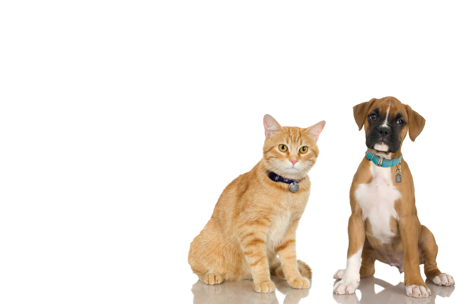 city of calgary cat adoption