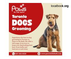 Premium Dog Grooming in Toronto | Paws in the Bath