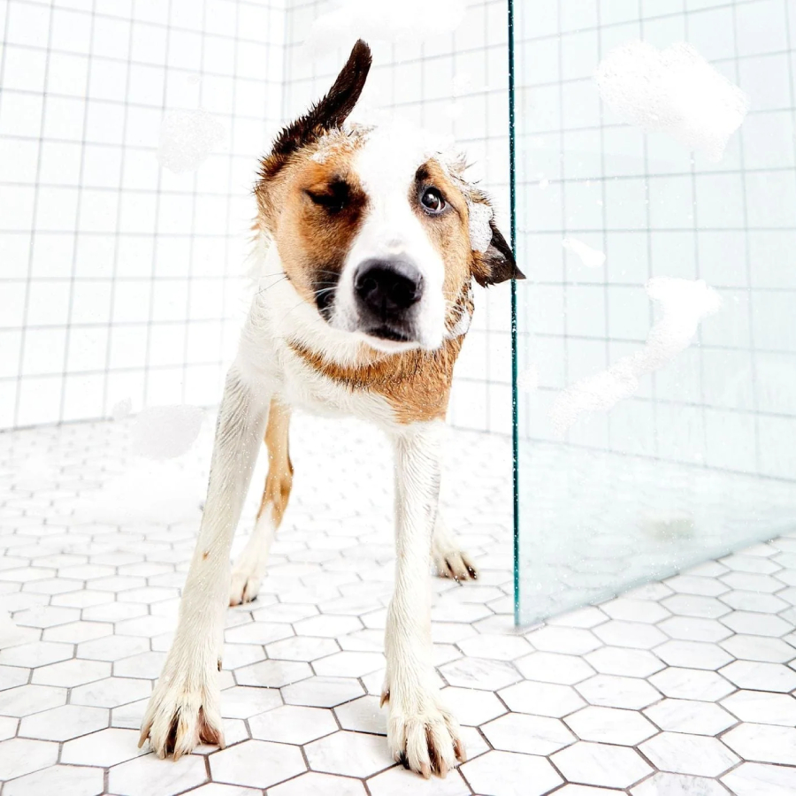 Additional view 1 of Dog Bath and Grooming Set