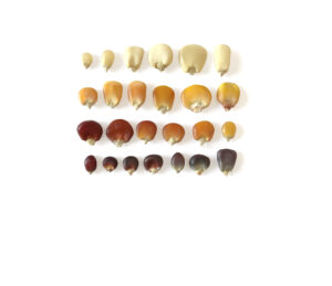 Different varieties of corn grown in Punjab for Otra’s masa tortillas