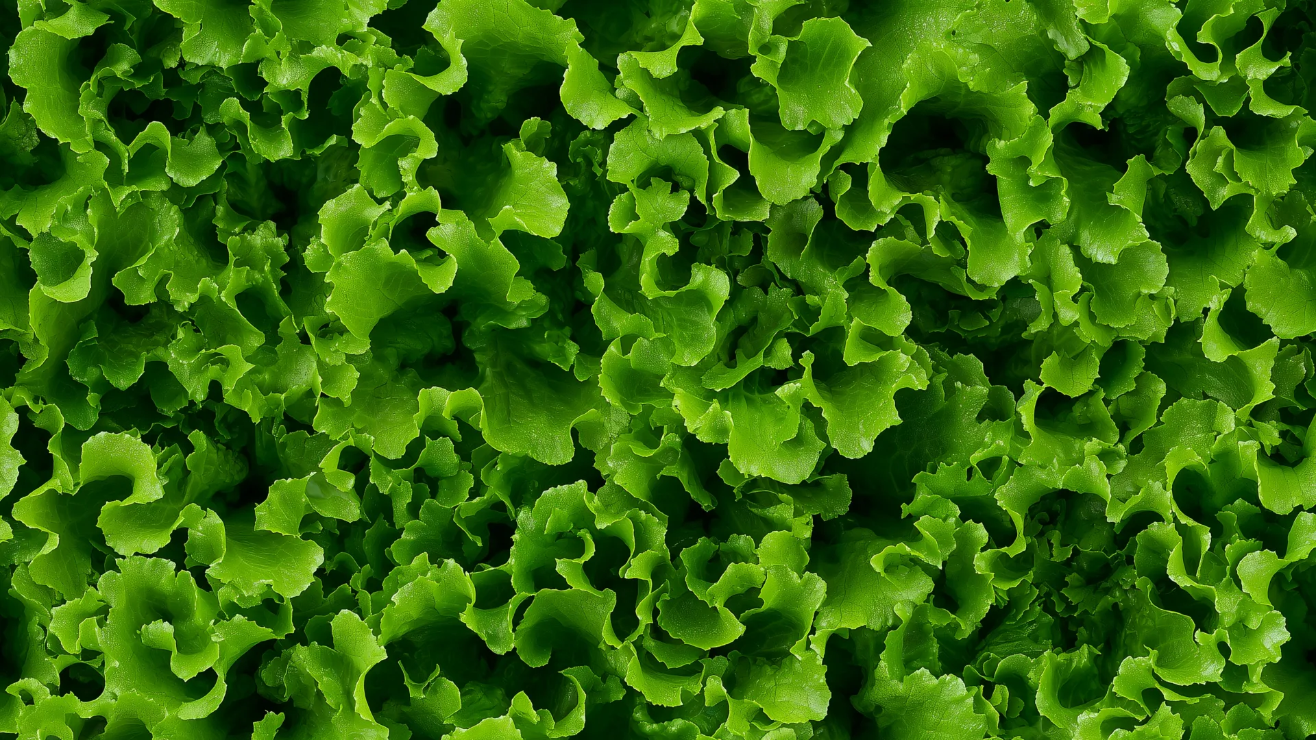 Close-up of lettuce