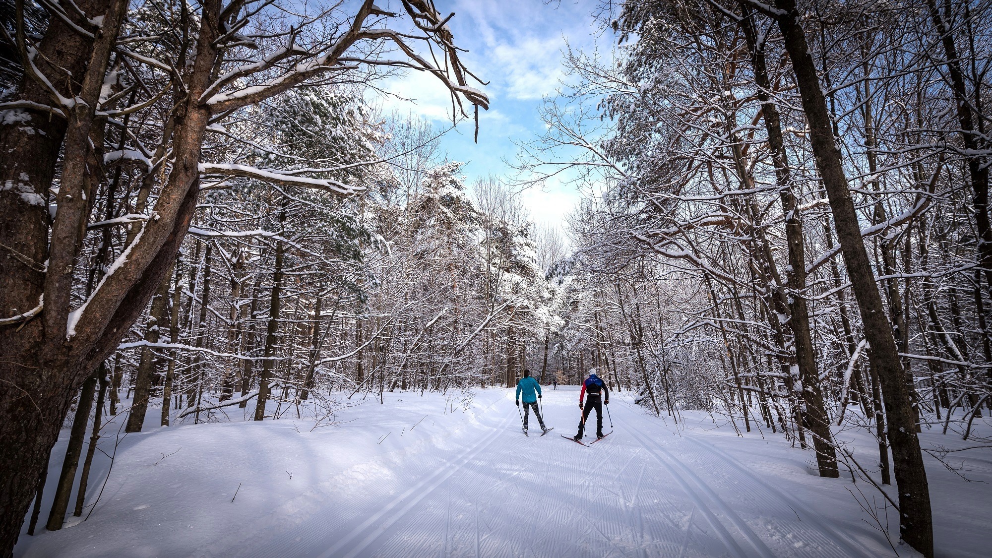 Skier on a cross-country ski trail in Gatineau Park.