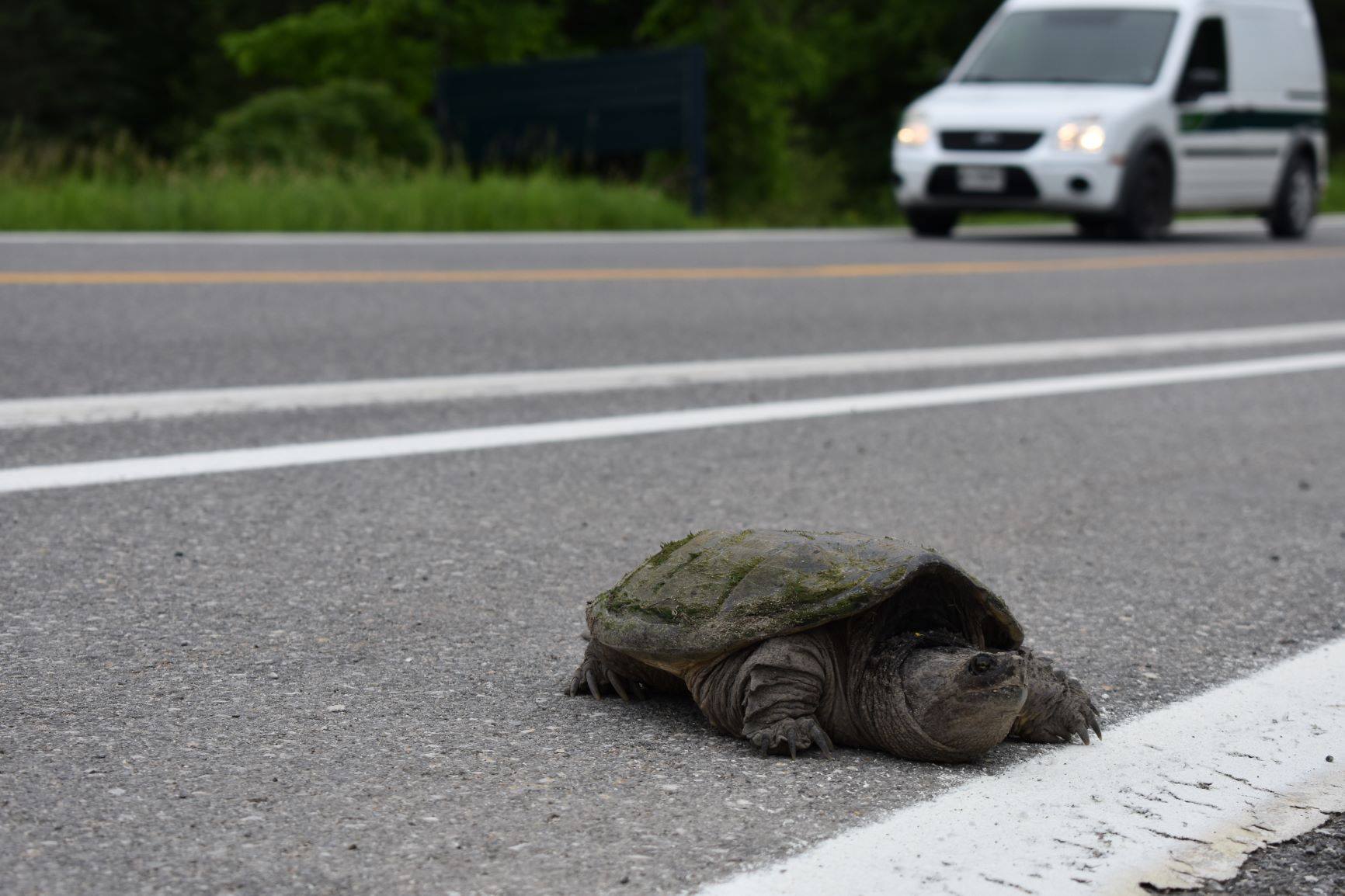 Tortue serpentine traversant une route dans le parc de la Gatineau