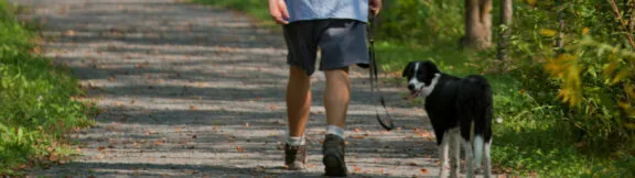 Règlementation des animaux