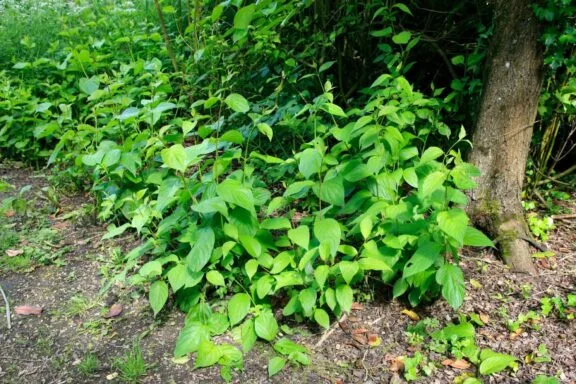 Bonnes pratiques pour prévenir l’introduction des plantes exotiques envahissantes