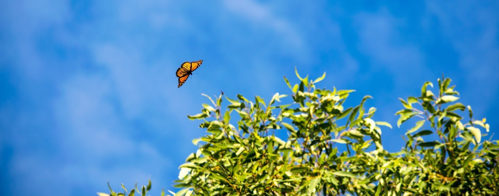 Restaurons l’habitat des pollinisateurs
