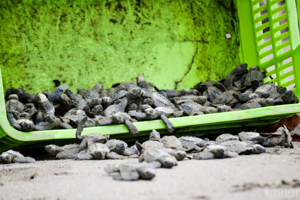 Sea Turtle Hatchlings getting released to sea