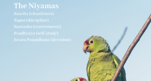 Niyamas yoga birds hero image