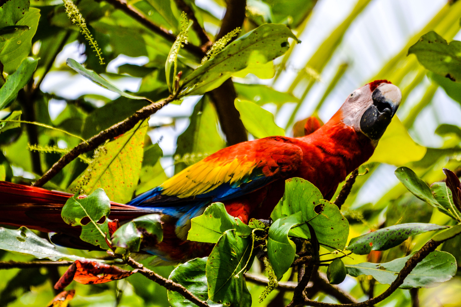 A macaw perched on a. tree branch.