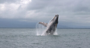 whale-uvita-costa-rica-hero-image