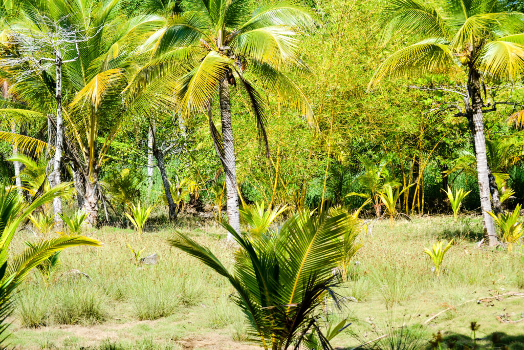 Coconut farm in Uvita, Costa Rica