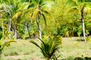 Coconut farm in Uvita, Costa Rica