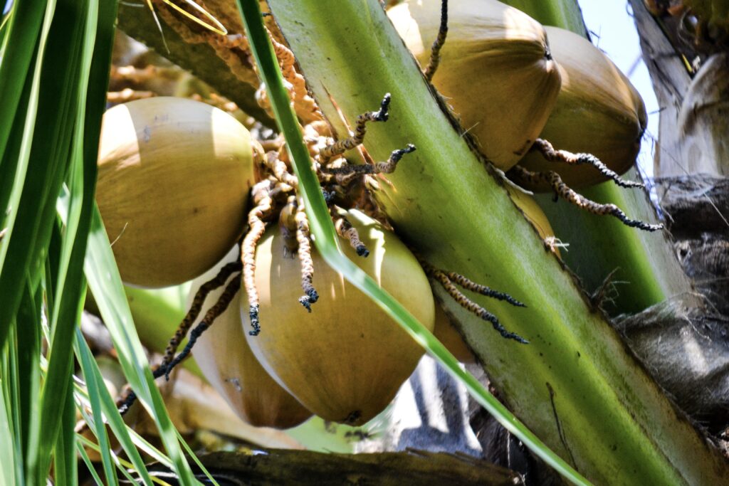 Coconuts on a tree