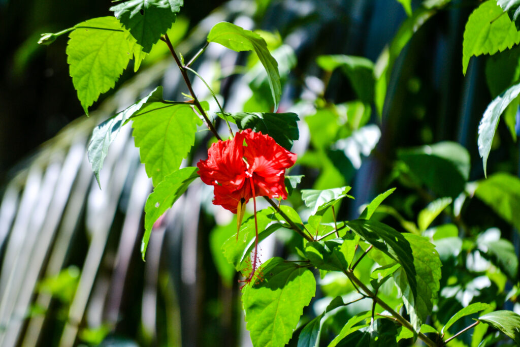 Nature in Bahia Ballena, Costa Rica