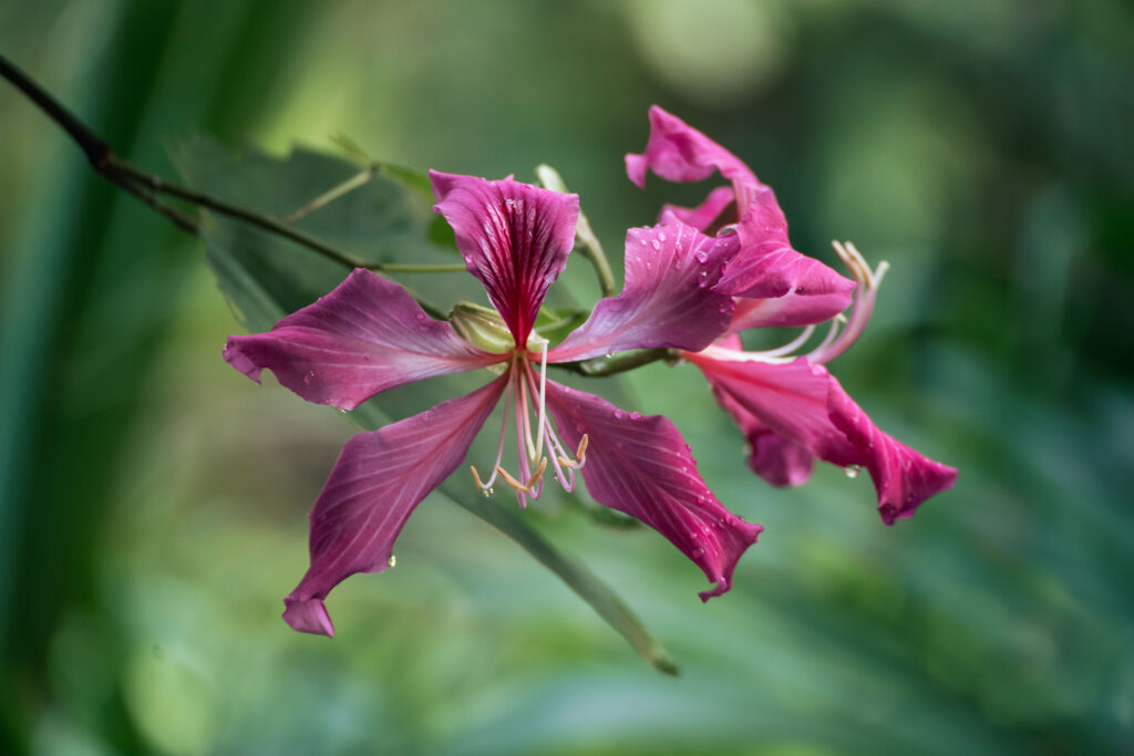Flora in Uvita, Osa, Costa Rica