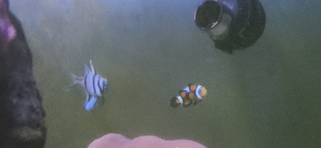 Costa Rica Coral Restoration lab in Uvita, Osa, Costa Rica