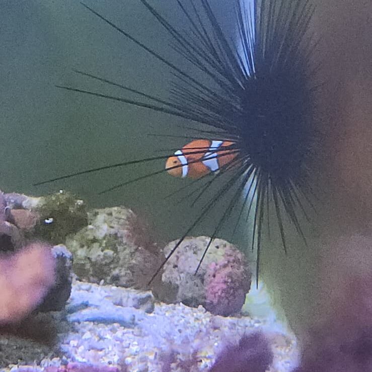 Costa Rica Coral Restoration lab in Uvita, Osa, Costa Rica