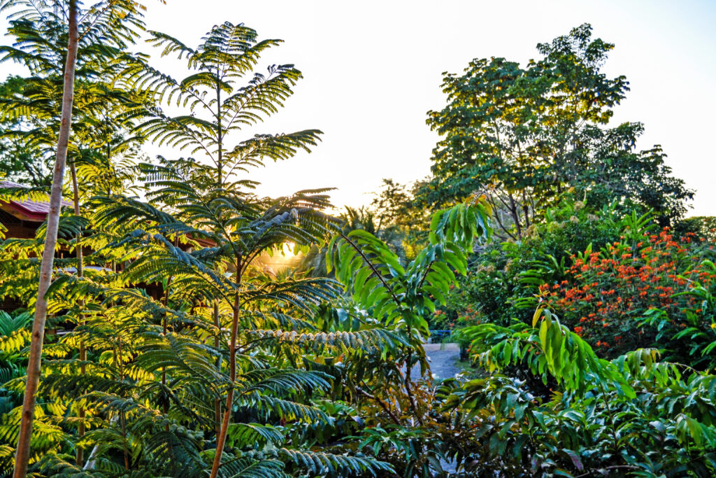 Bodhi Surf + Yoga in Uvita, Osa, Costa Rica