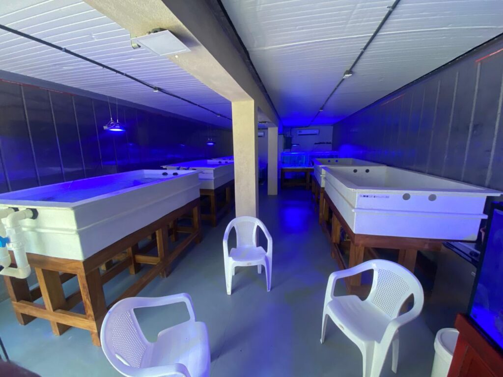 Costa Rica Coral Restoration lab in Uvita, Osa, Costa Rica