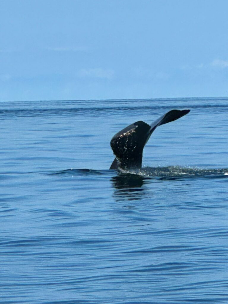 Whale watching in the Marino Ballena National Park in Uvita, Osa, Costa Rica
