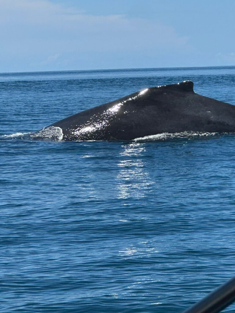 Whale watching in the Marino Ballena National Park in Uvita, Osa, Costa Rica