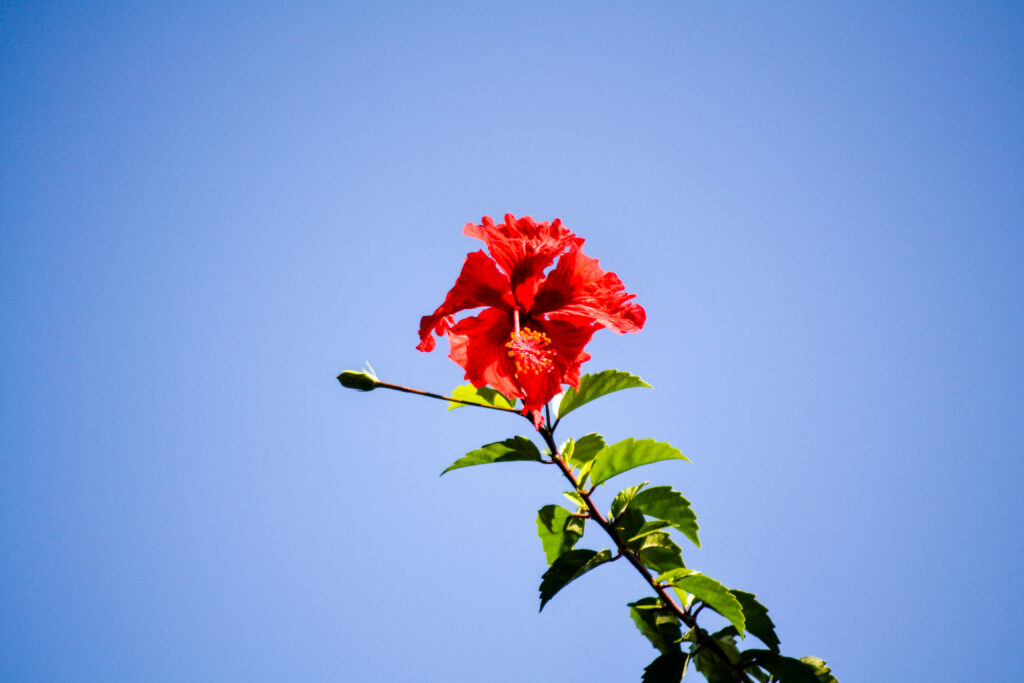 A flower at the Bodhi Surf + Yoga property in Uvita, Osa, Costa Rica