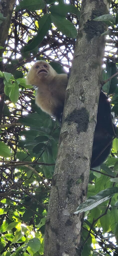 Wildlife in Uvita, Osa, Costa Rica