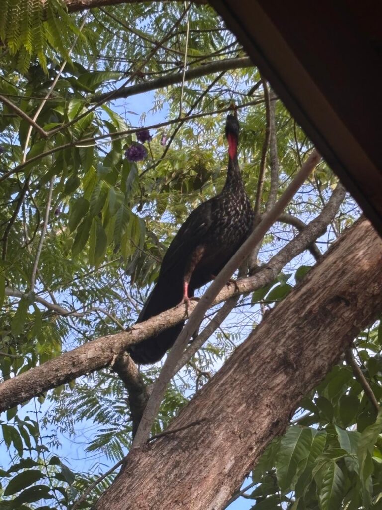 Wildlife in Uvita, Osa, Costa Rica