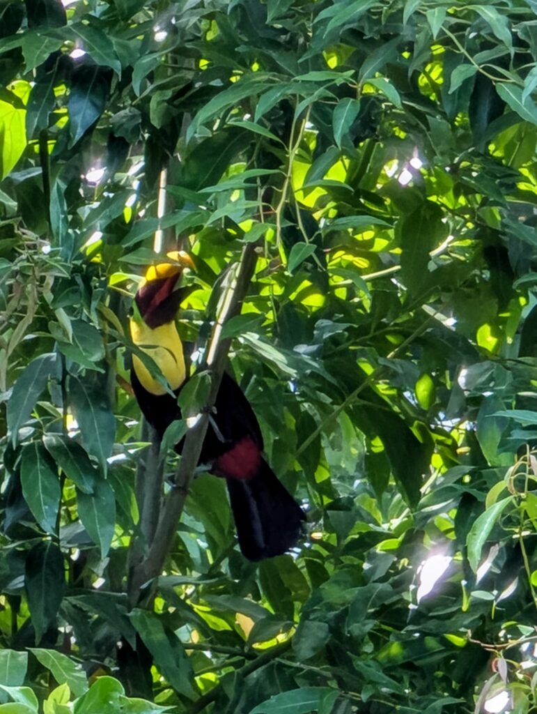 Wildlife in Uvita, Osa, Costa Rica