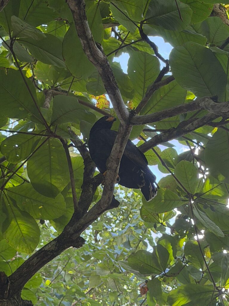 Wildlife in Uvita, Osa, Costa Rica