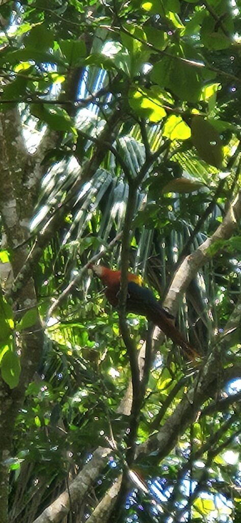 Wildlife in Uvita, Osa, Costa Rica