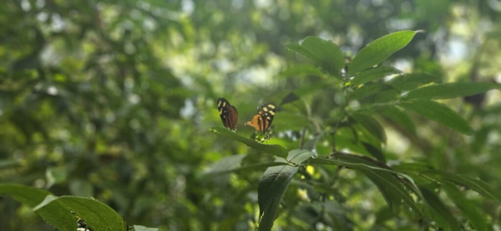 Nature immersion in Uvita, Osa, Costa Rica