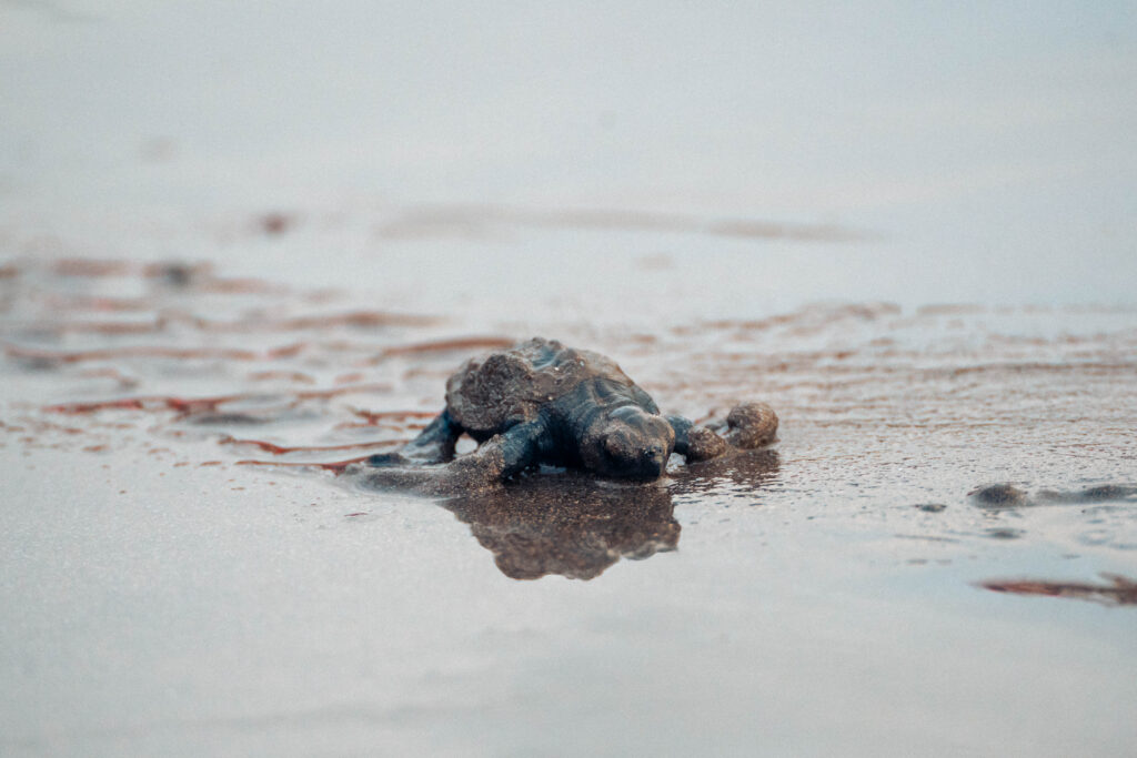 Turtle release in Marino Ballena National Park in Uvita, Osa, Costa Rica