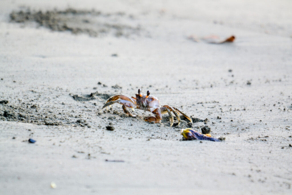 Wildlife at the Marino Ballena National Park in Uvita, Osa, Costa Rica