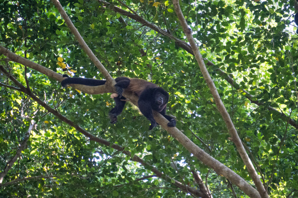 Monkey in Marino Ballena National Park in Uvita, Osa, Costa Rica