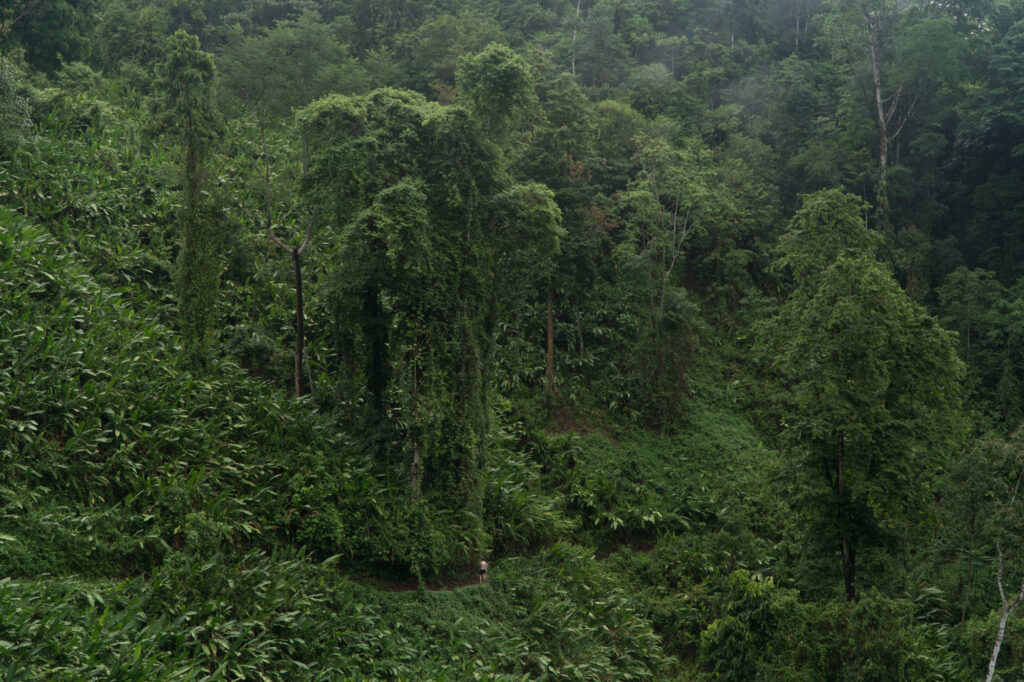 Hiking trails in the Osa Peninsula, Costa Rica