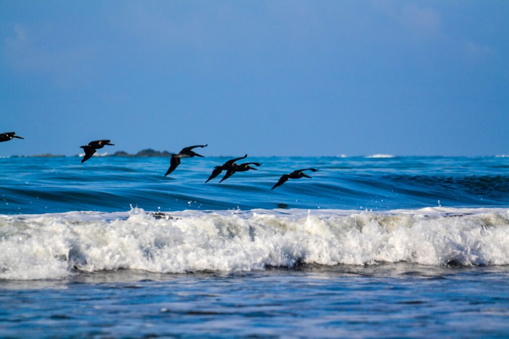 Pelicans flying over a breaking wave at the Marino Ballena National Park in Uvita, Osa, Costa Rica