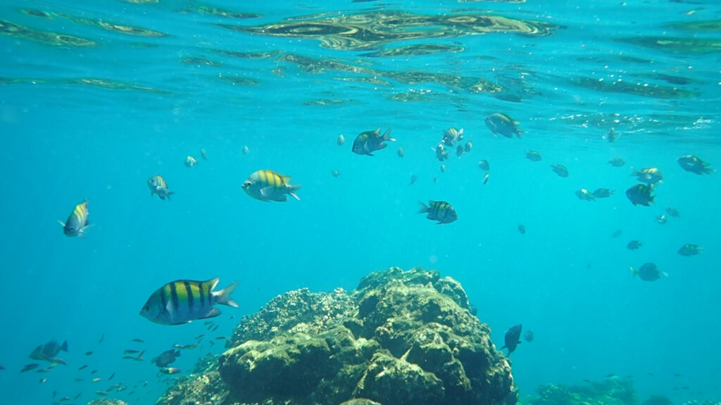 Marine life in the Marino Ballena National Park in Uvita, Osa, Costa Rica