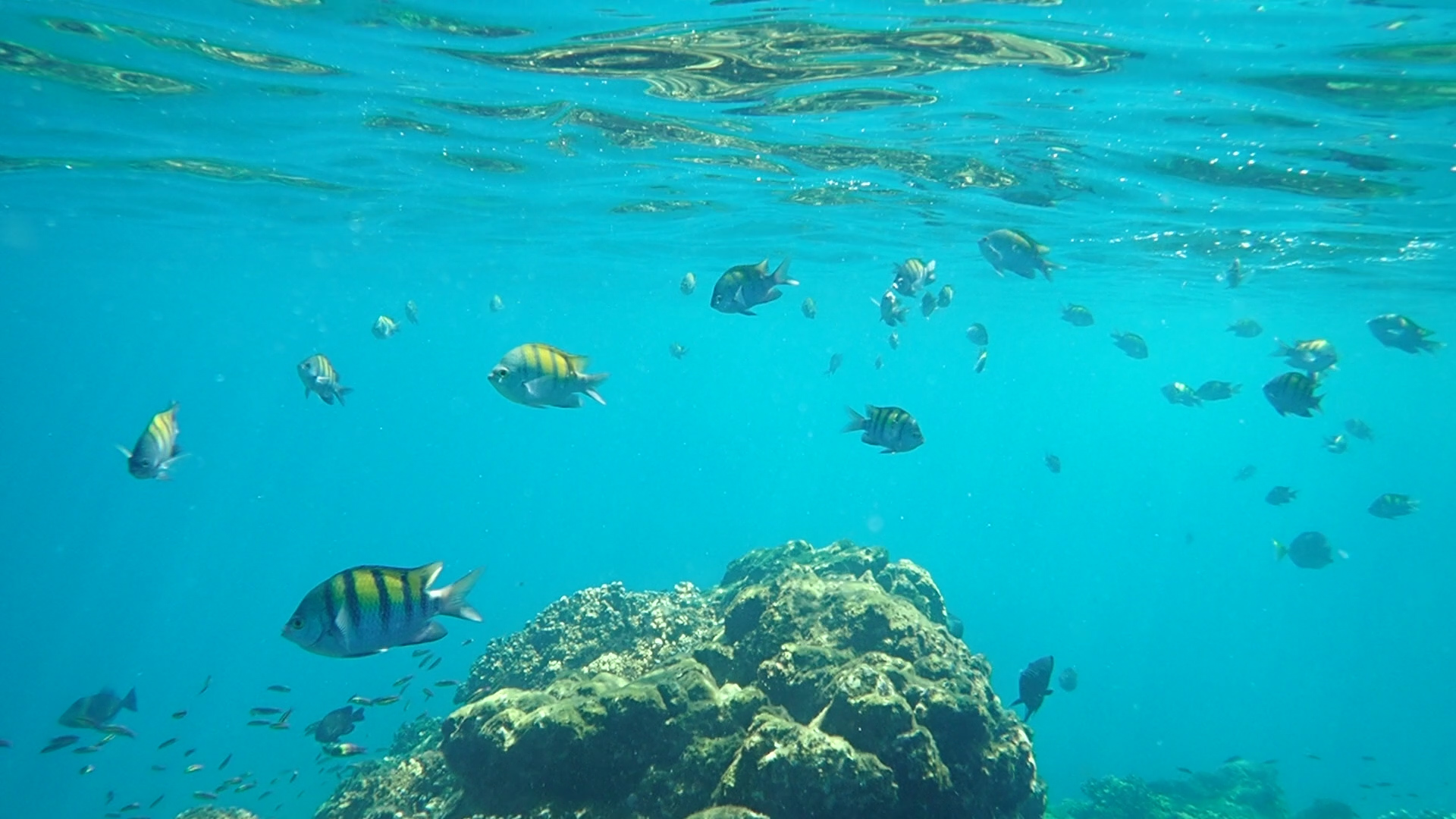 Marine life in the Marino Ballena National Park in Uvita, Osa, Costa Rica