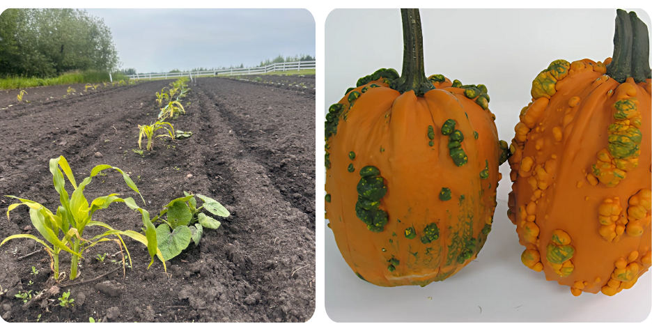 veg garden1 veg garden1