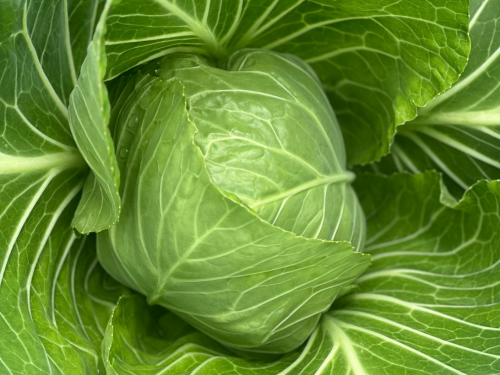 cabbage2 cabbage2