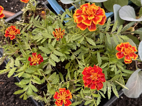 Horticulture 3