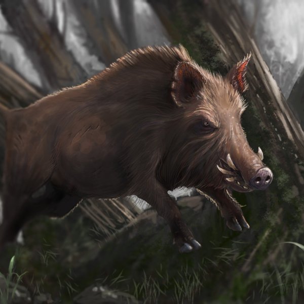 Boar illustration
