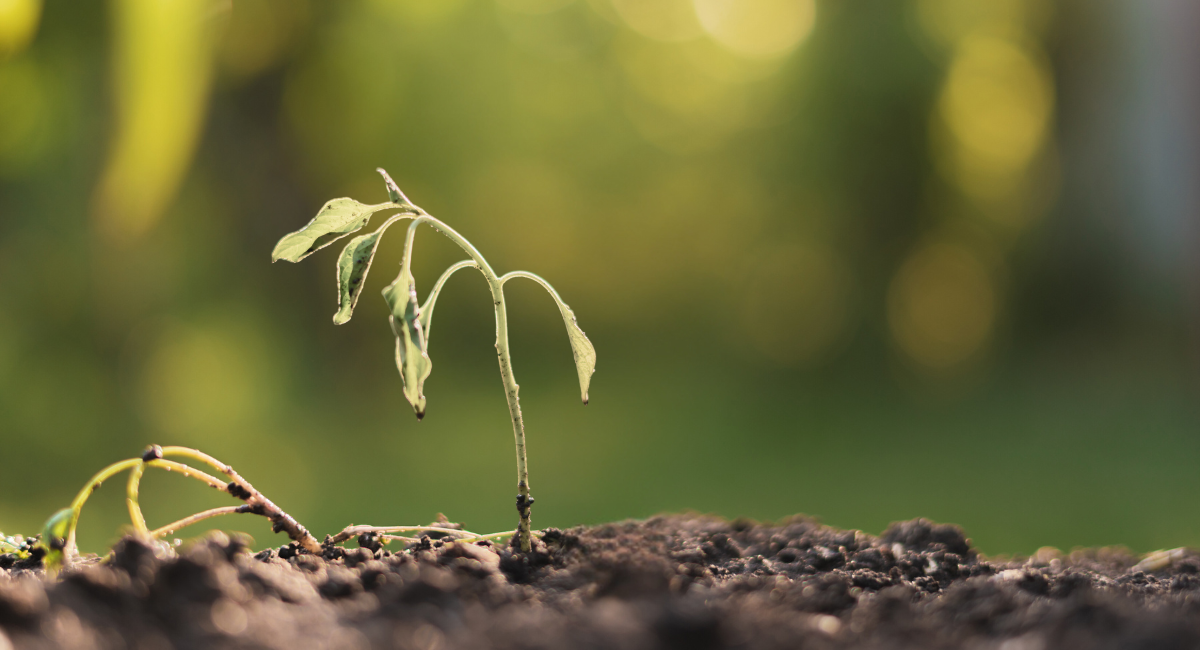 The SDTC scandal is still causing headaches